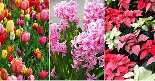 Brotes de Semillas - Jardines Mediterráneo S.L